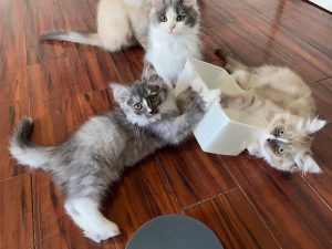 RagaMuffin kittens